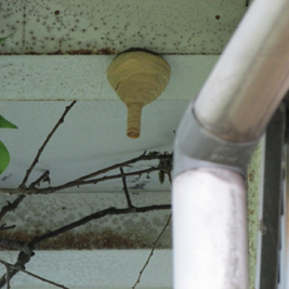 キイロスズメバチの巣の駆除