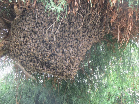 猛暑と共に蜂の巣も拡大中！