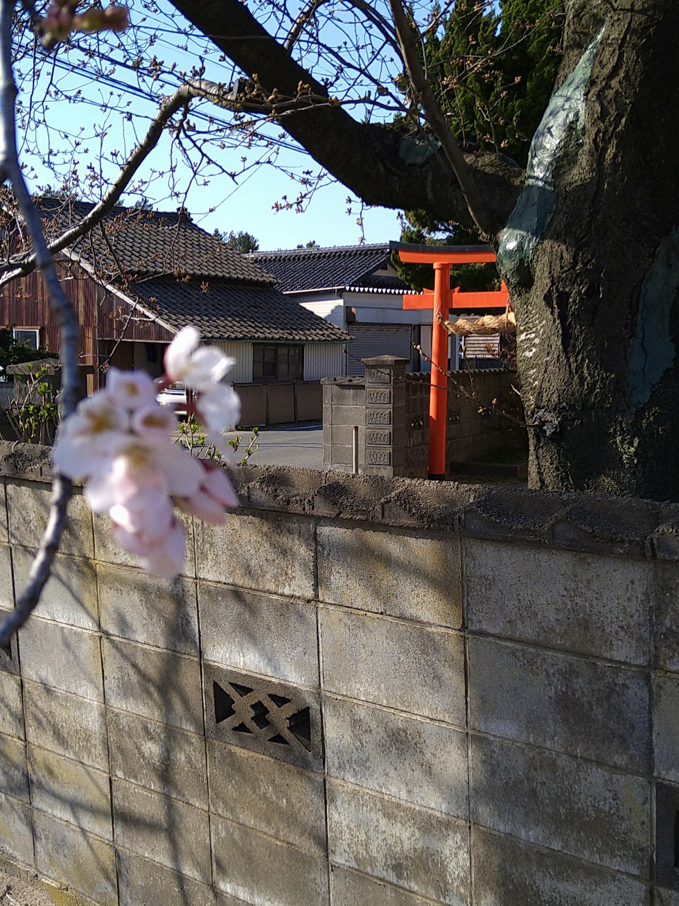 🌸開花して新年度スタートです！