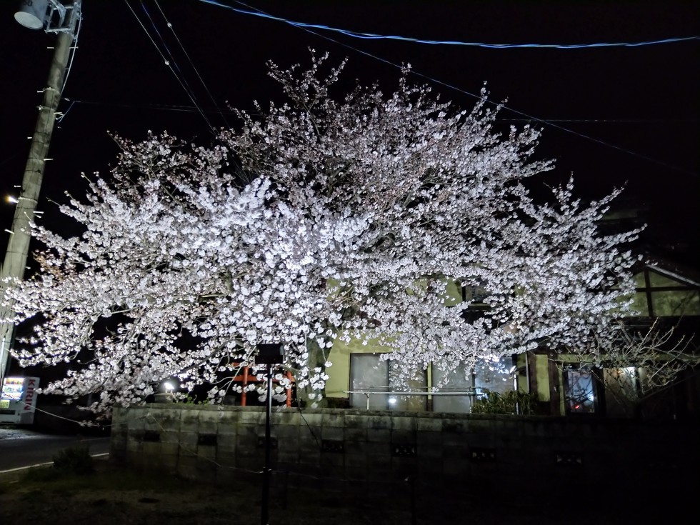 いよいよ8分咲き夜🌸と当て逃げ事件発生！