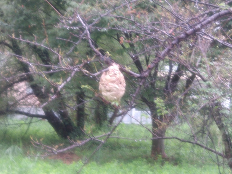 ハチの世界も大変ですよ！